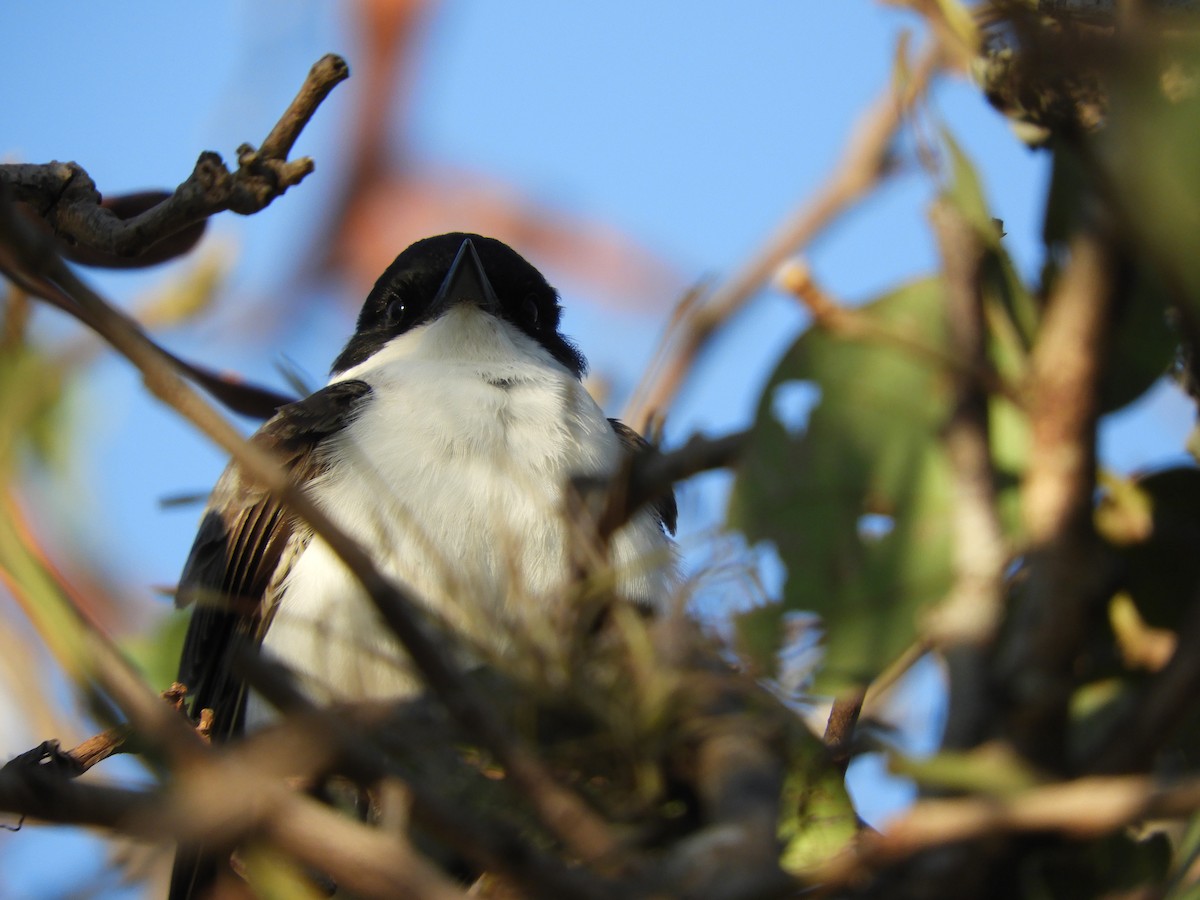 Fork-tailed Flycatcher - ML511246331