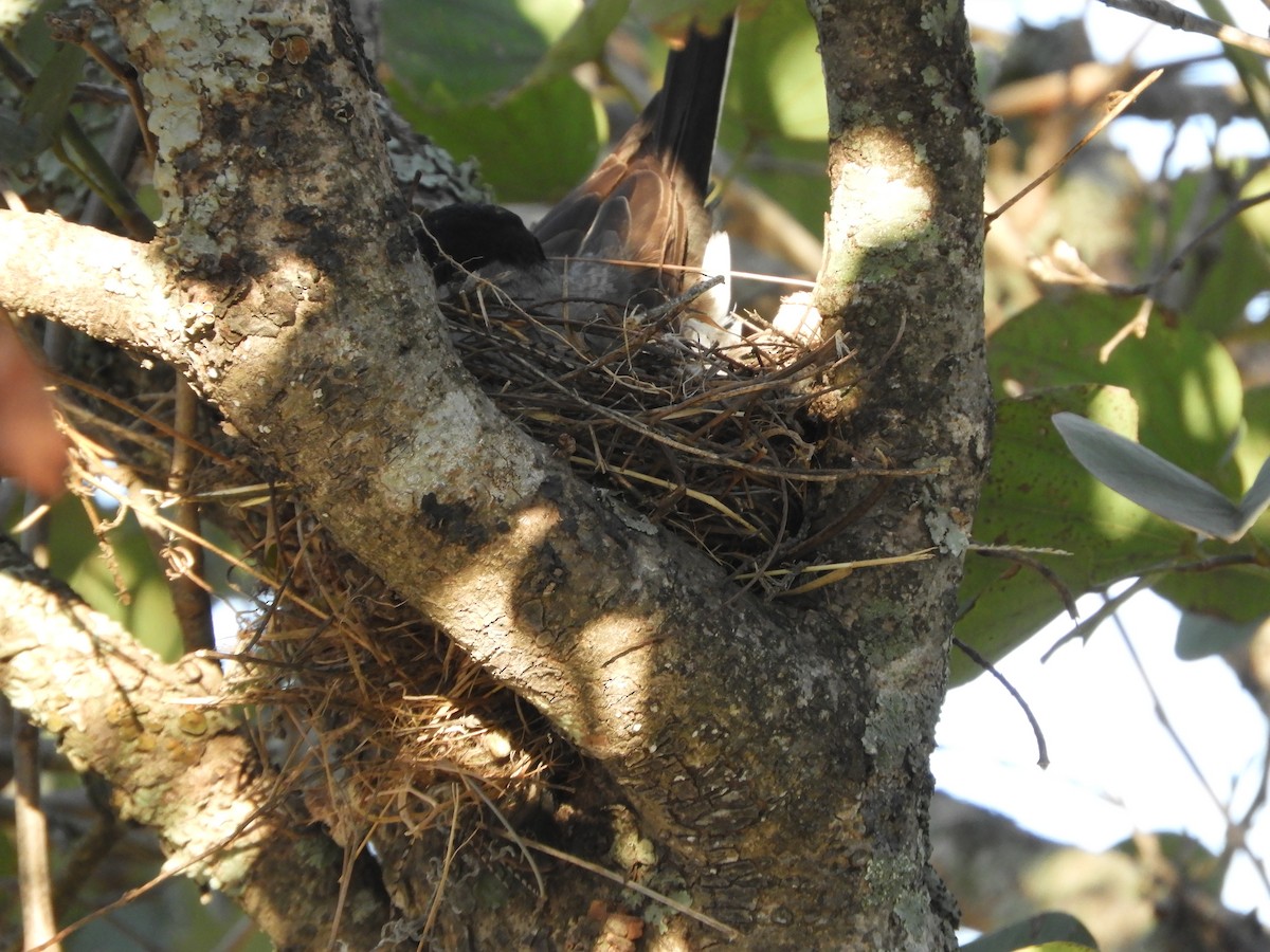 Fork-tailed Flycatcher - ML511246341