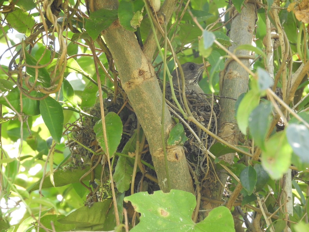 Creamy-bellied Thrush - ML511246501