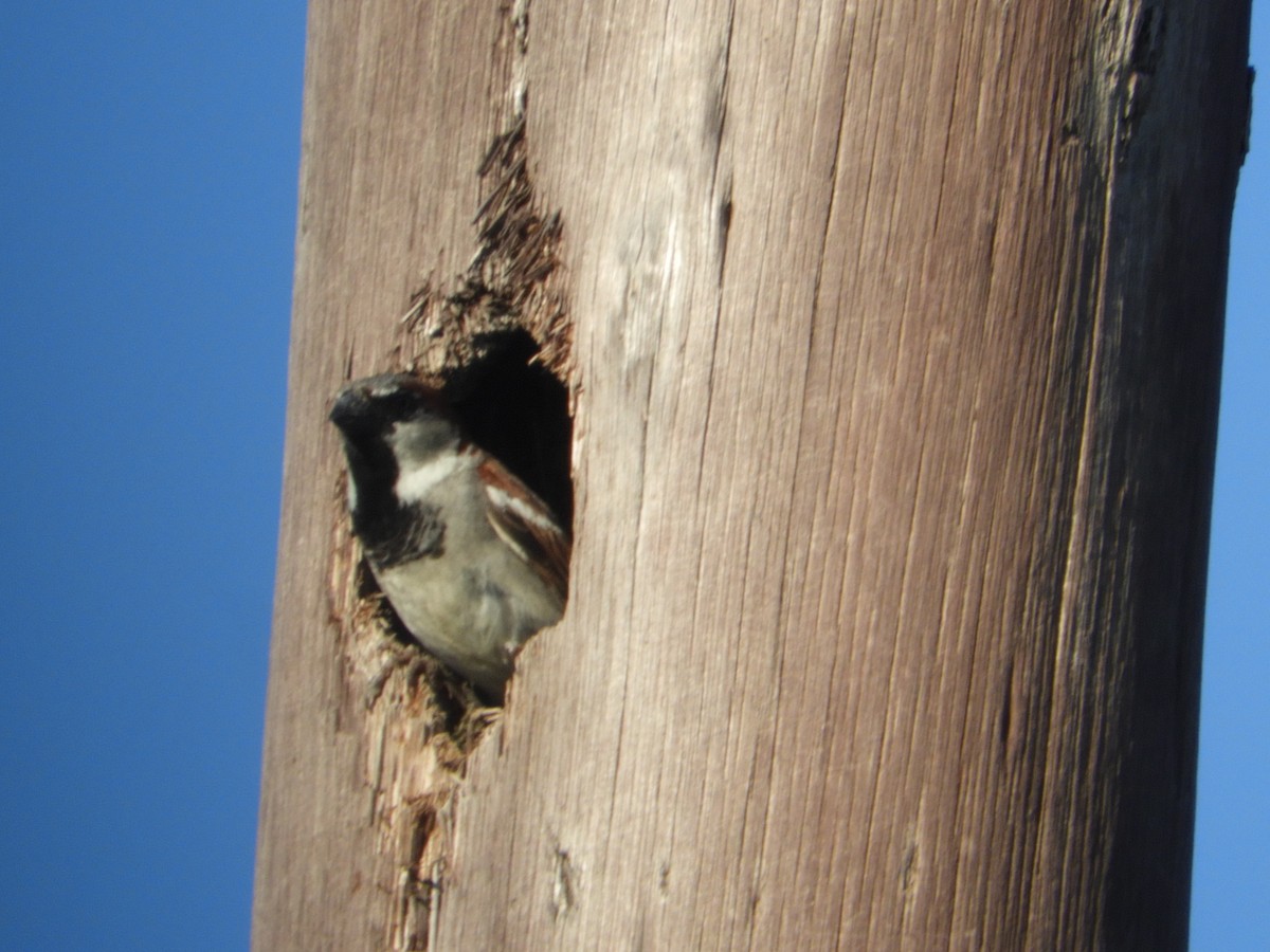 Moineau domestique - ML511246581