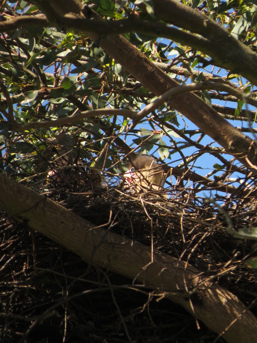 Caracara Chimango - ML511246851