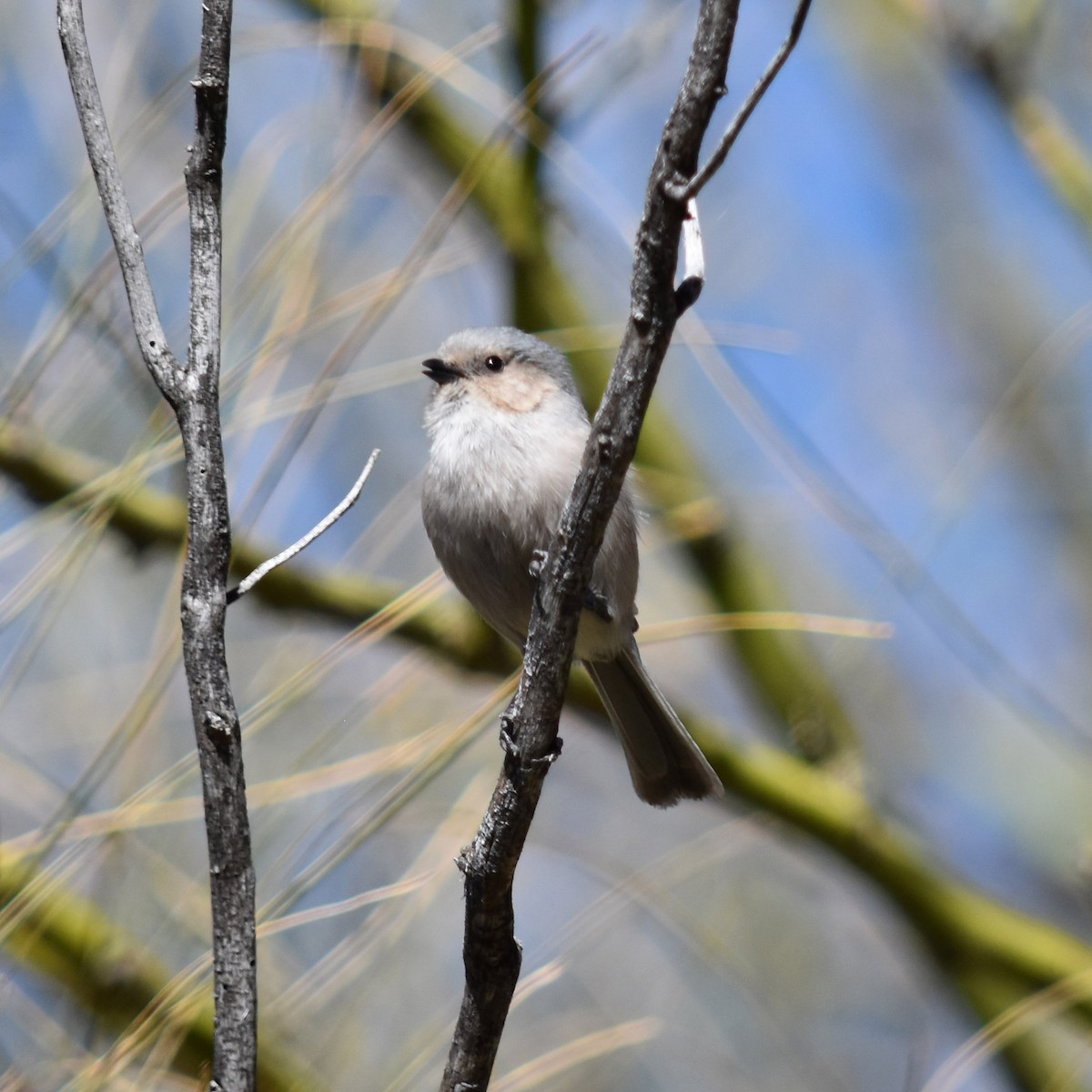 Bushtit (Interior) - ML51124711