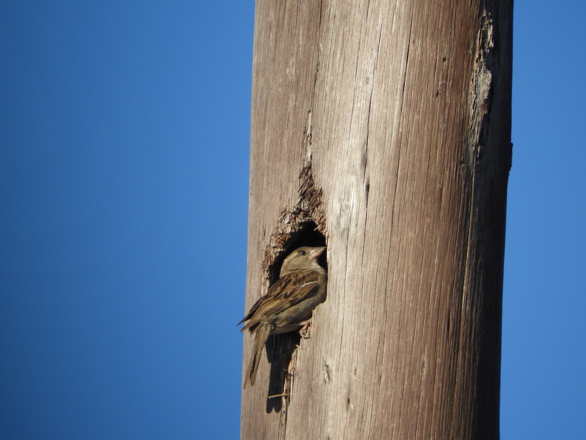 House Sparrow - Silvia Enggist