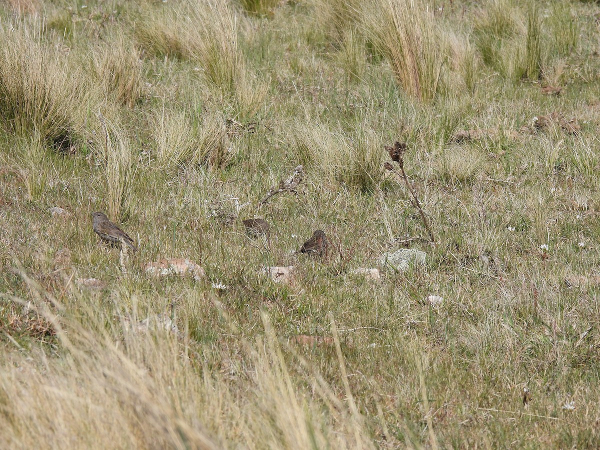 Plumbeous Sierra Finch - ML511247881