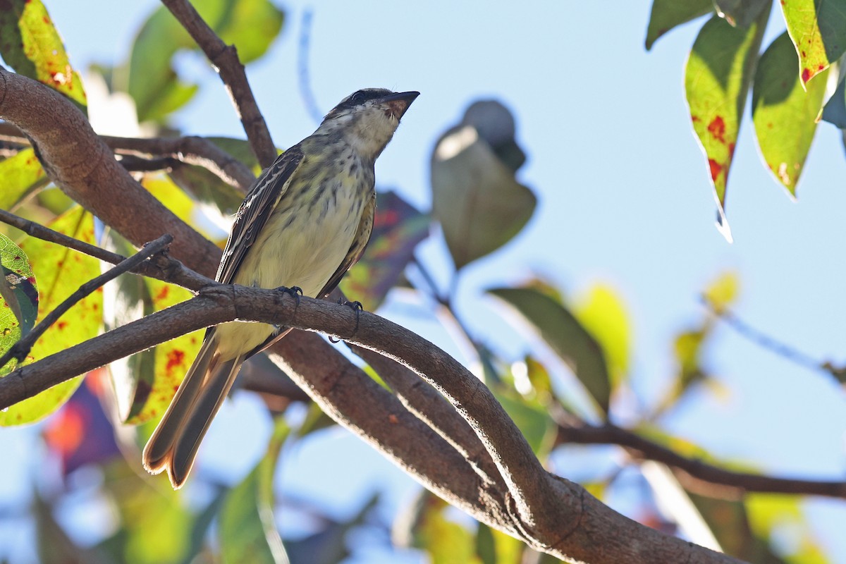 Piratic Flycatcher - ML511247961