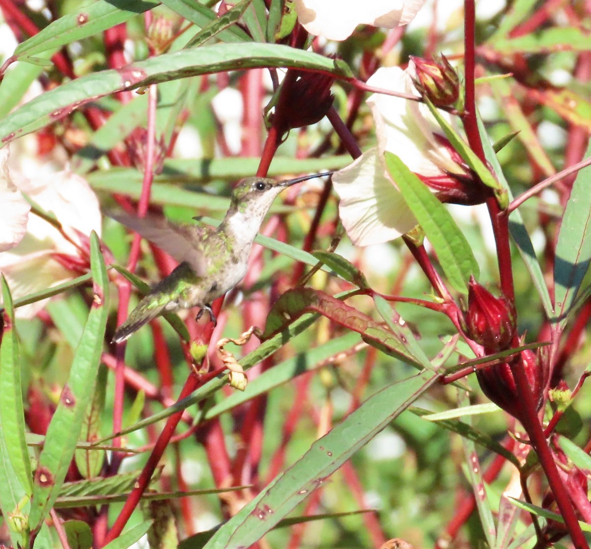Ruby-throated Hummingbird - ML511248491