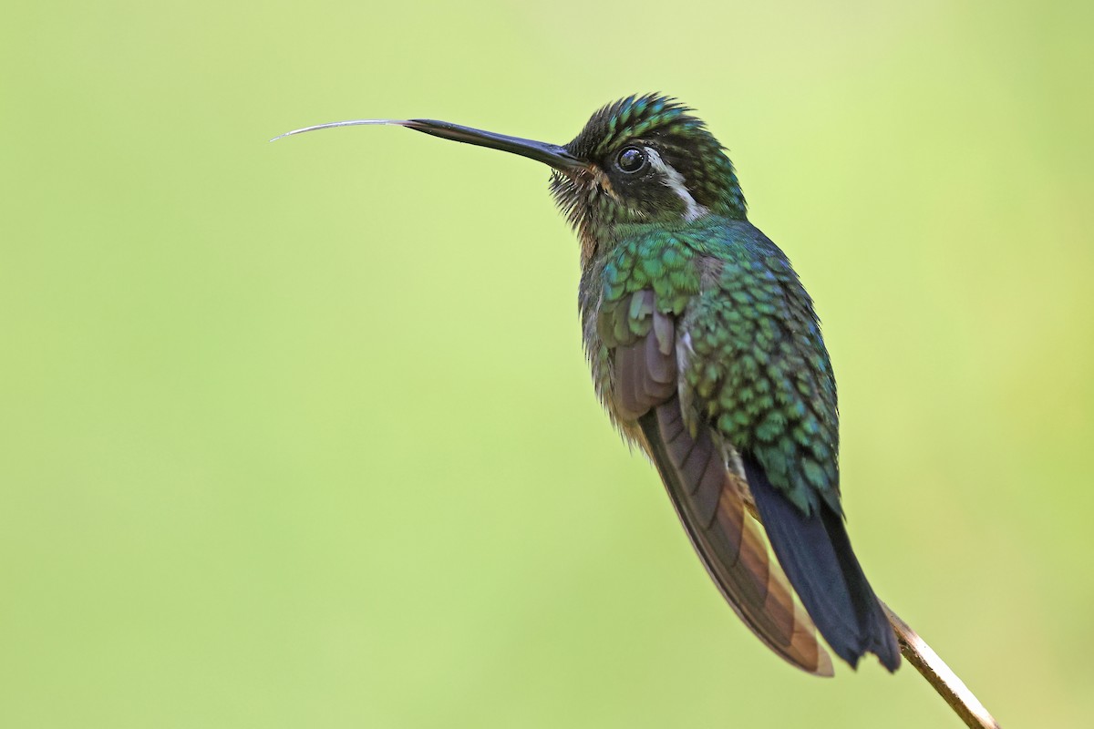 Colibri à gorge pourprée - ML511248911