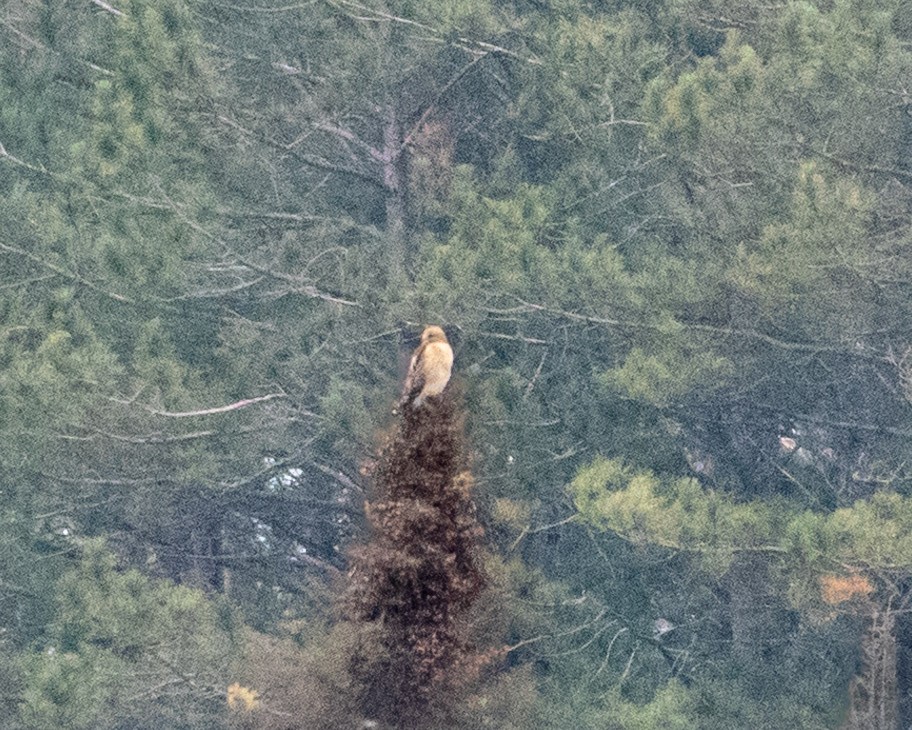 Red-shouldered x Red-tailed Hawk (hybrid) - ML511249691