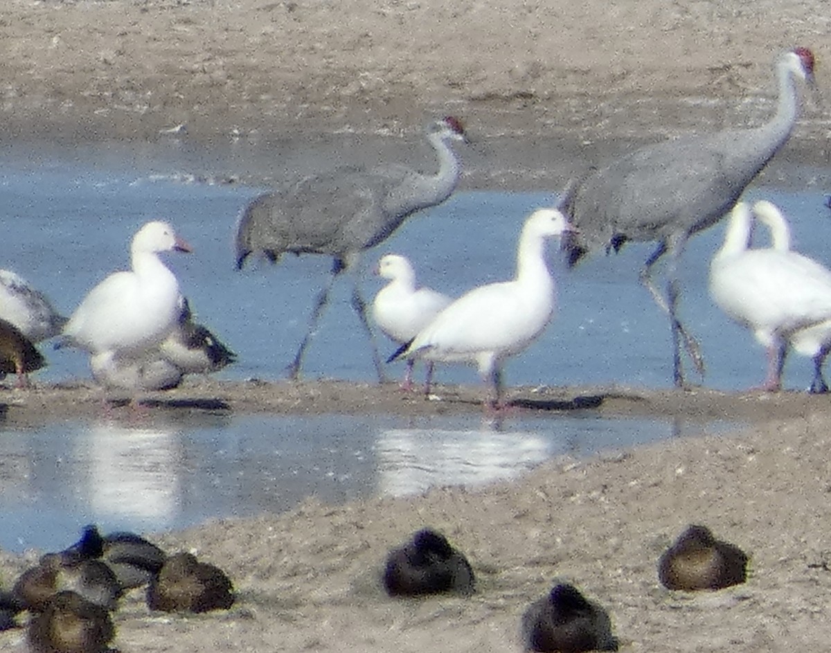 Ross's Goose - ML511250031