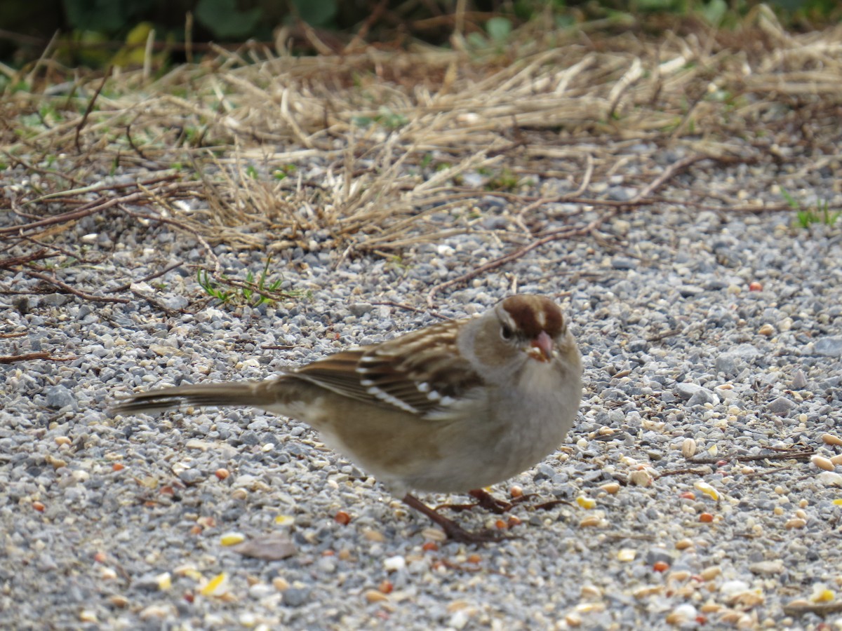 White-crowned Sparrow - Karyn Cichocki