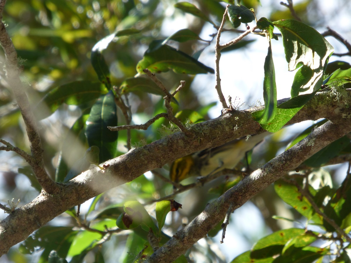 Black-throated Green Warbler - ML511251481