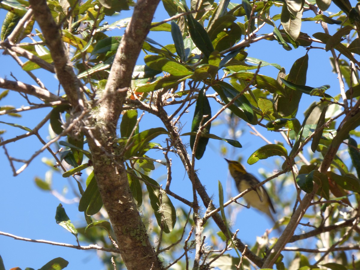 Black-throated Green Warbler - ML511251521