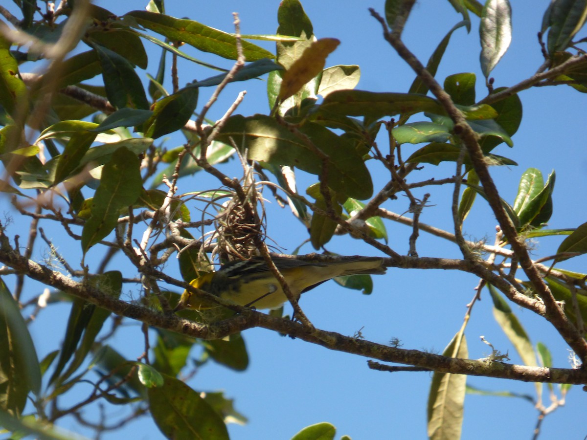 Black-throated Green Warbler - ML511251581