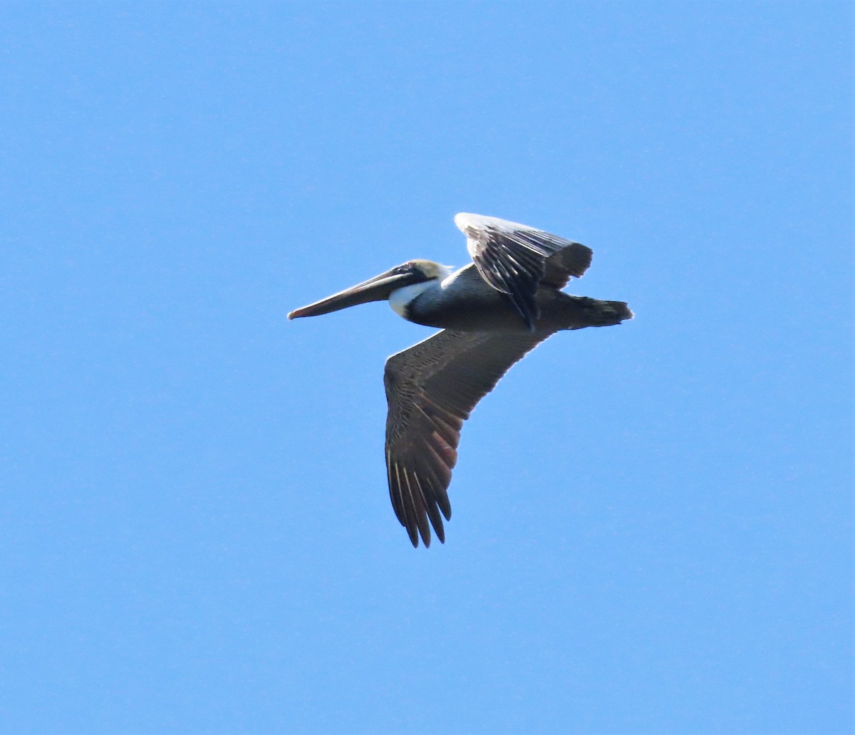 pelikán hnědý - ML511252611
