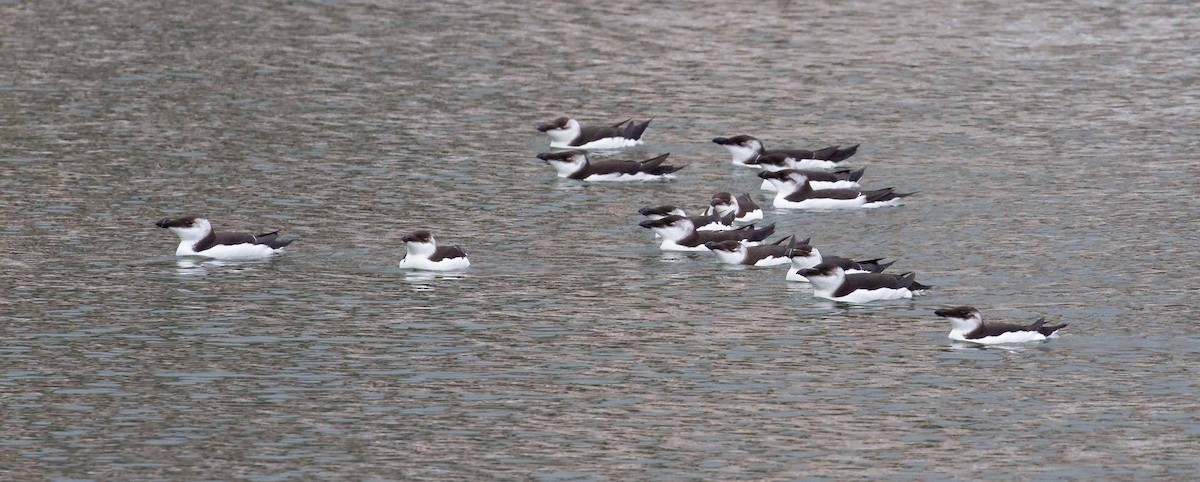 Razorbill - ML511253551