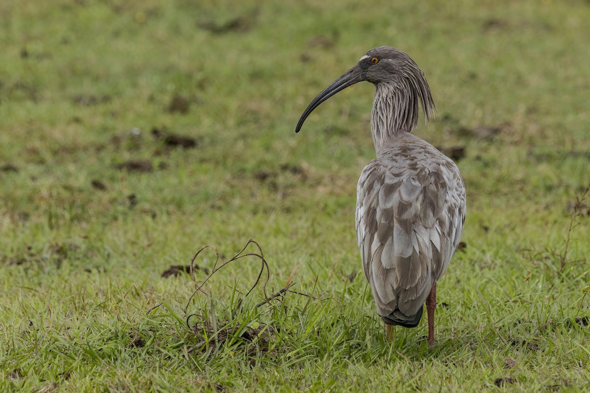 ibis běločelý - ML511254241