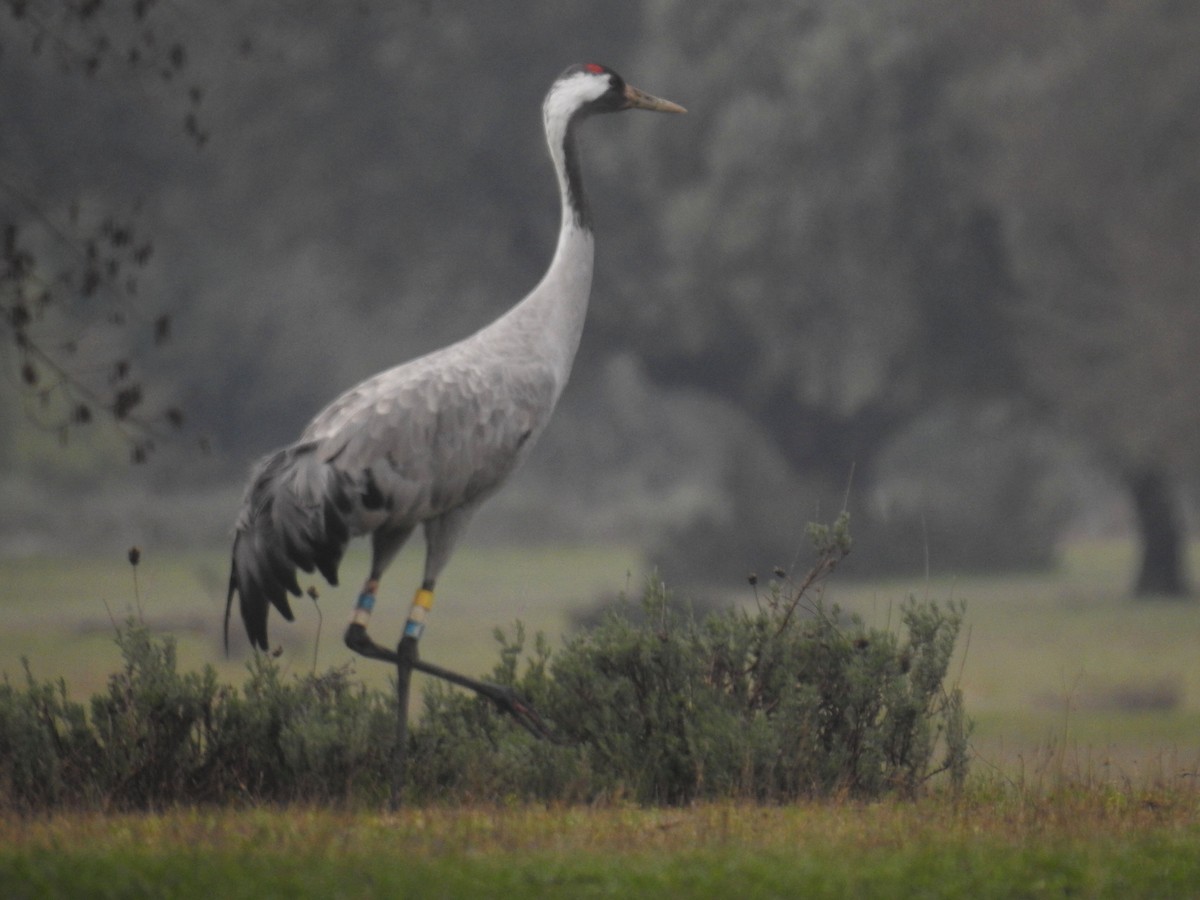 Common Crane - Cesar Clemente