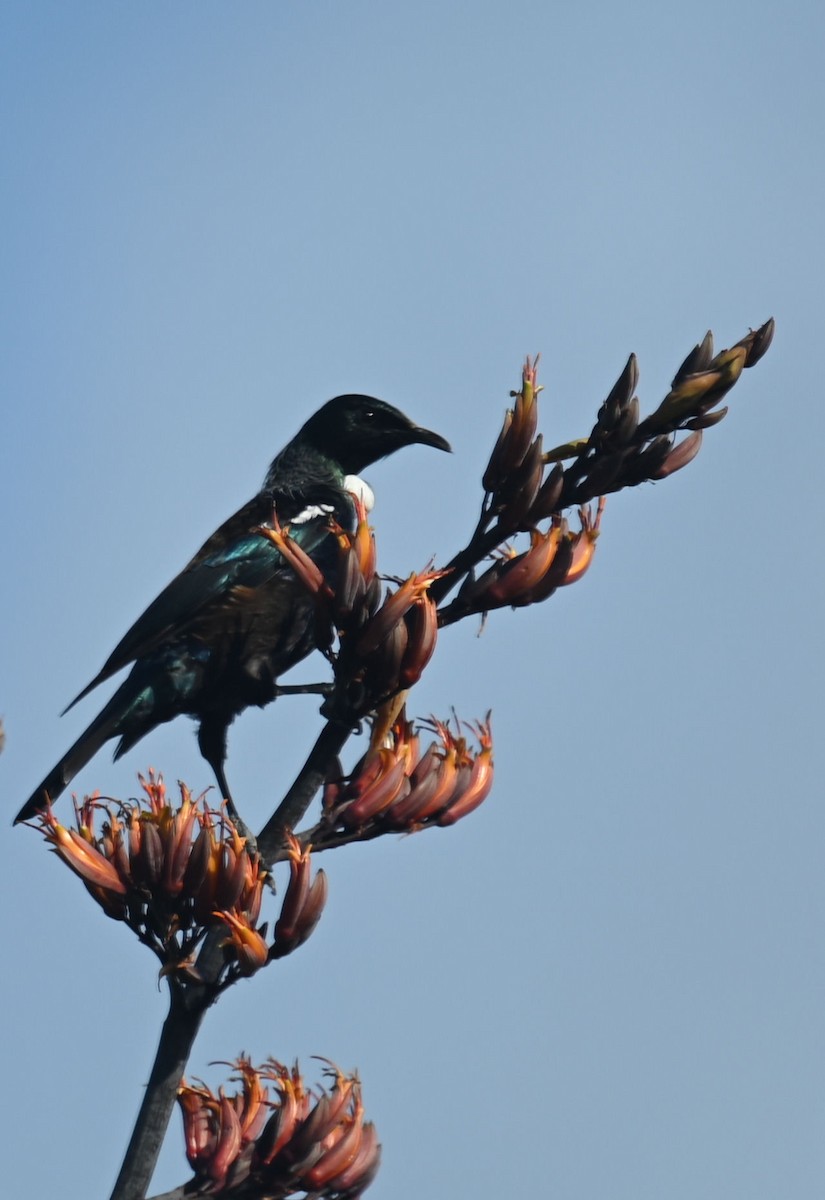 Tui - ML511256051