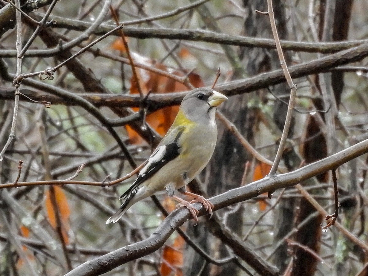 Evening Grosbeak - ML511256271