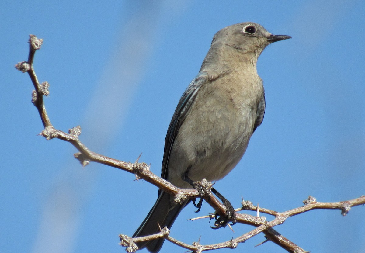 Mountain Bluebird - ML51125641