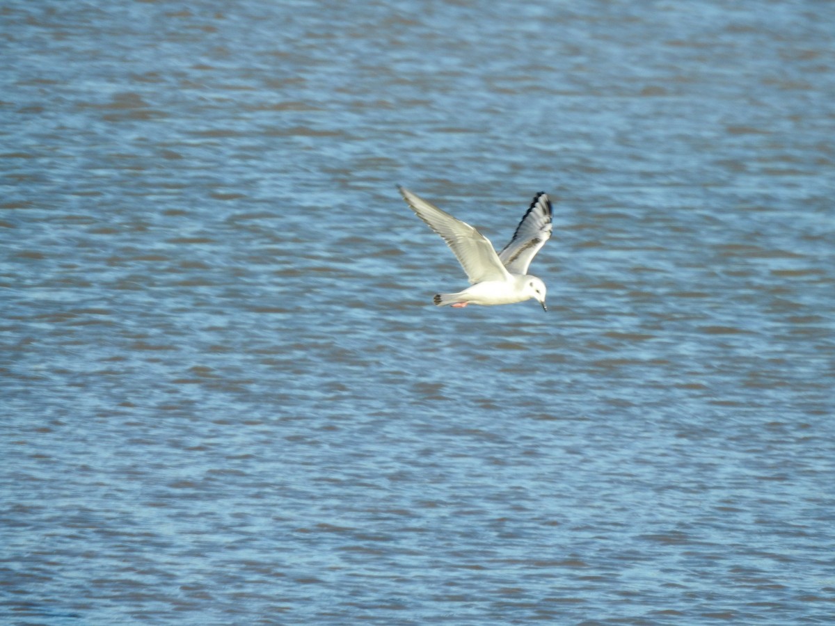 Bonaparte's Gull - ML511256471