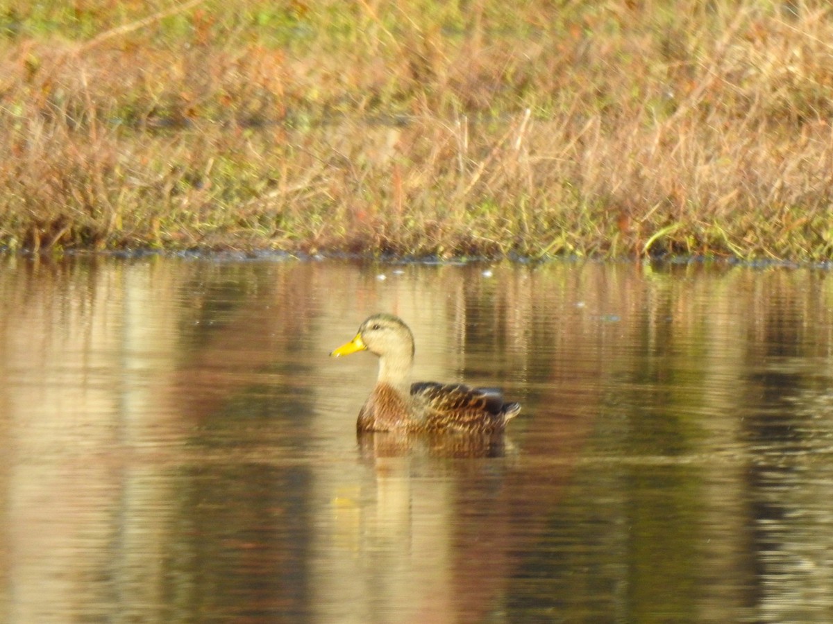 Mallard x American Black Duck (hybrid) - ML511257081