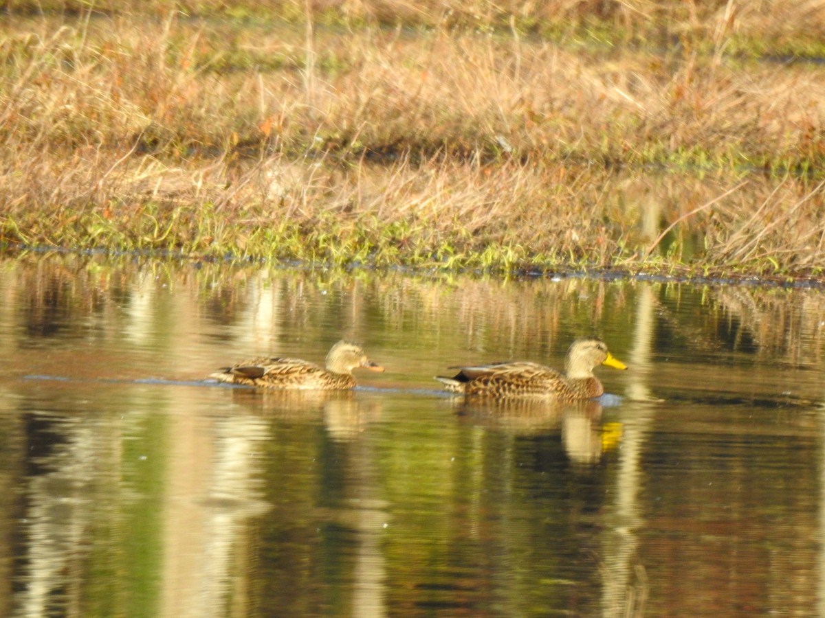 Mallard x American Black Duck (hybrid) - ML511257091