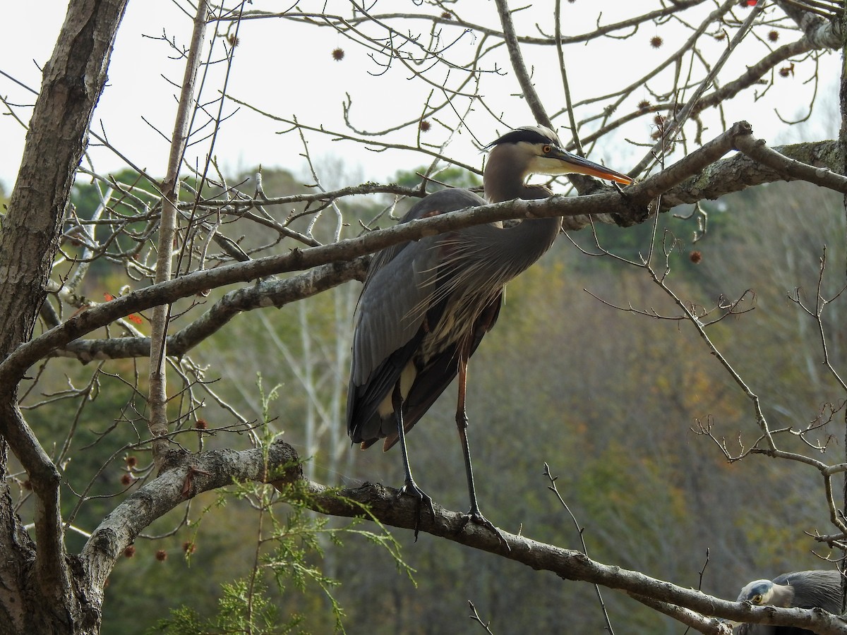 Great Blue Heron - ML511257921