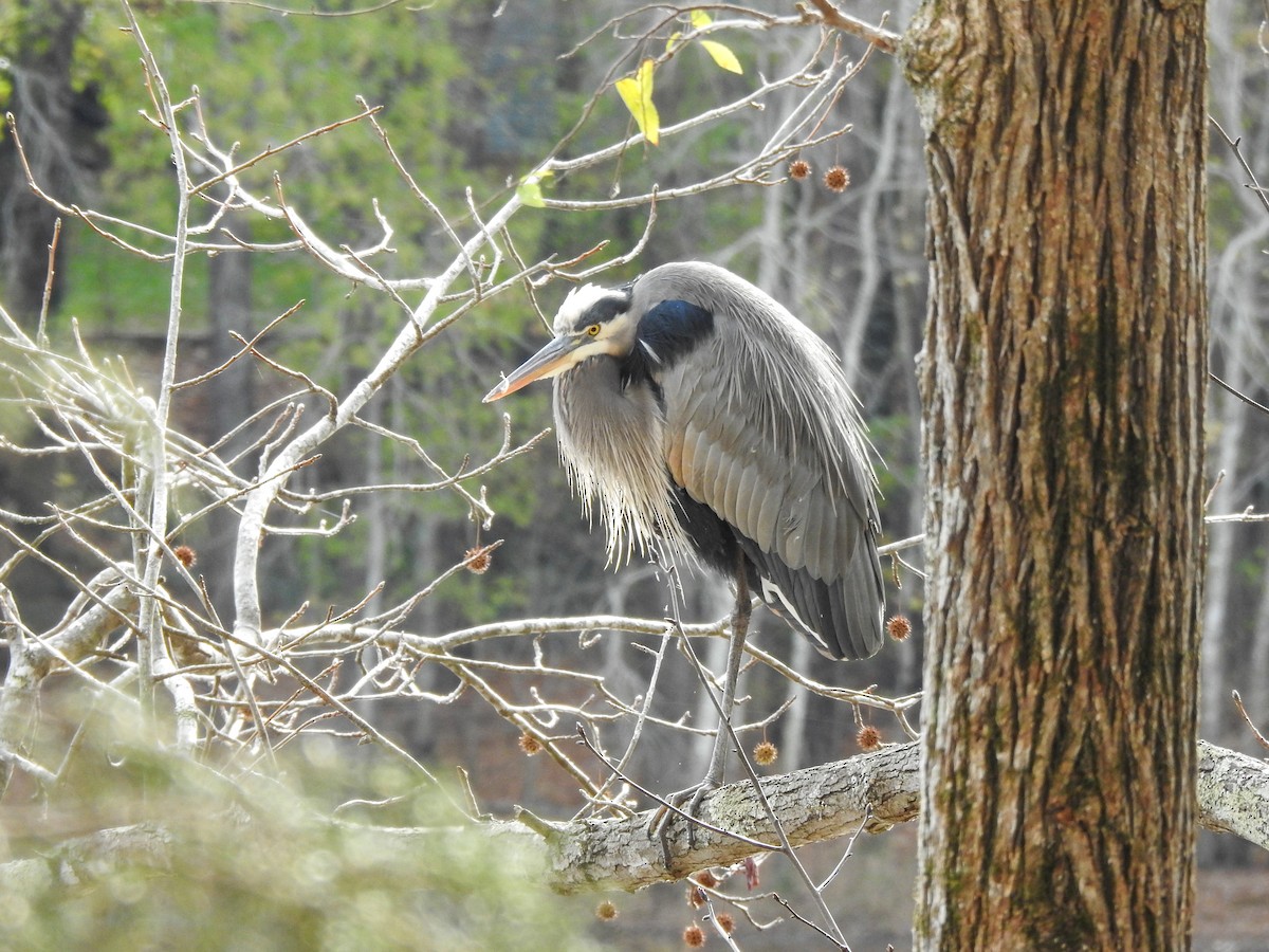 Great Blue Heron - ML511257931