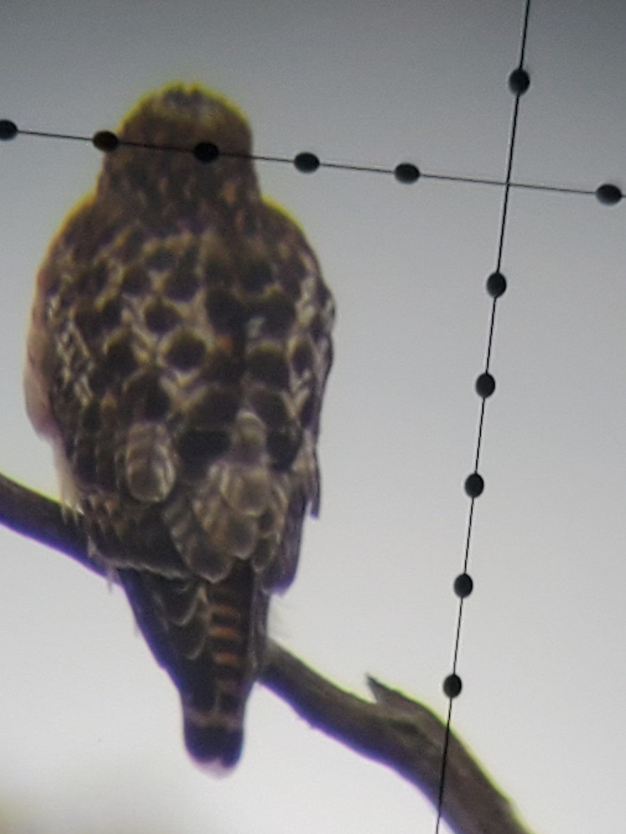 Red-shouldered Hawk - Kelly Watts