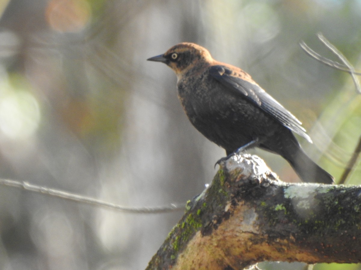 Rusty Blackbird - ML511258521