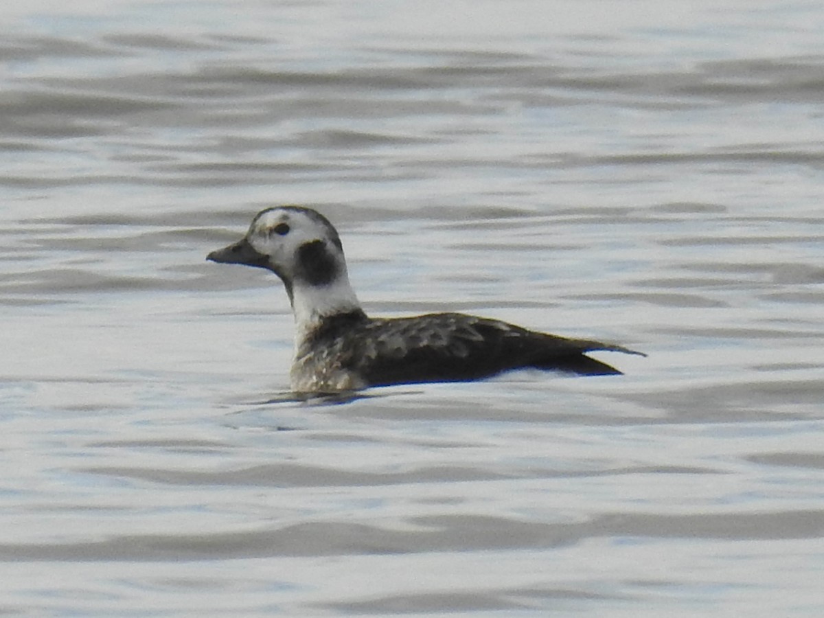 Long-tailed Duck - ML511258531