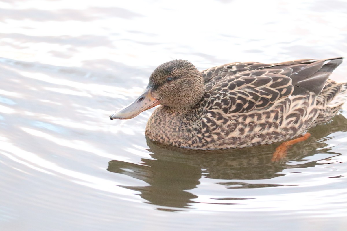 Northern Shoveler x Mallard (hybrid) - Ingvar Atli Sigurðsson