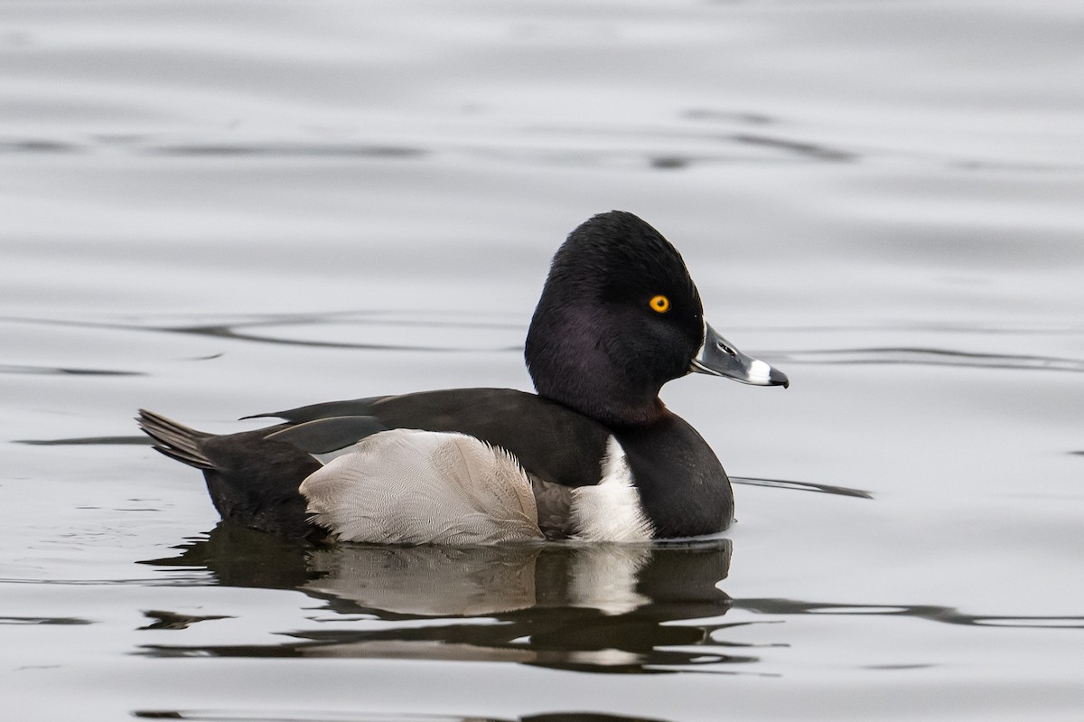 Ring-necked Duck - Frank King