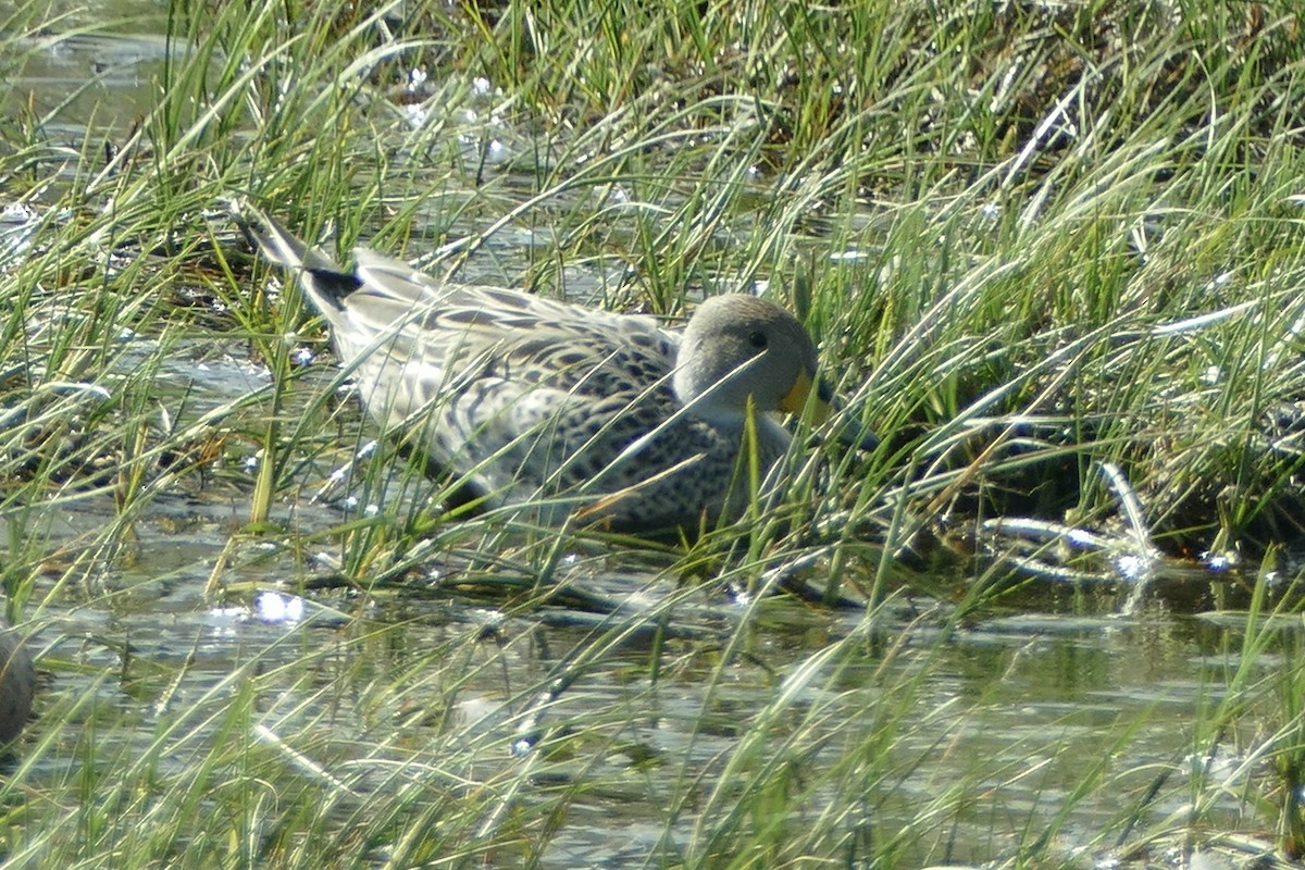 Yellow-billed Pintail - ML511259241