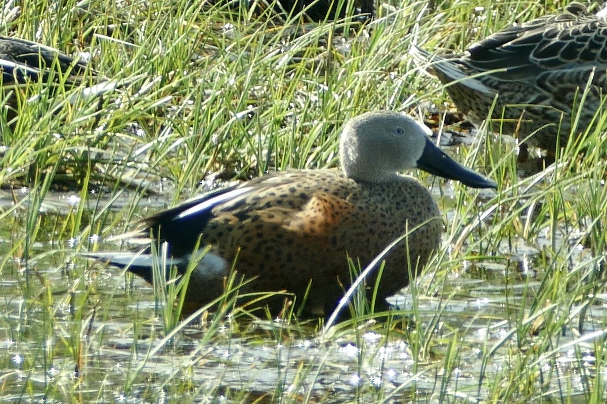 Red Shoveler - Peter Kaestner