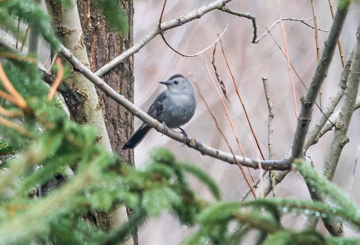 Gray Catbird - Gale VerHague