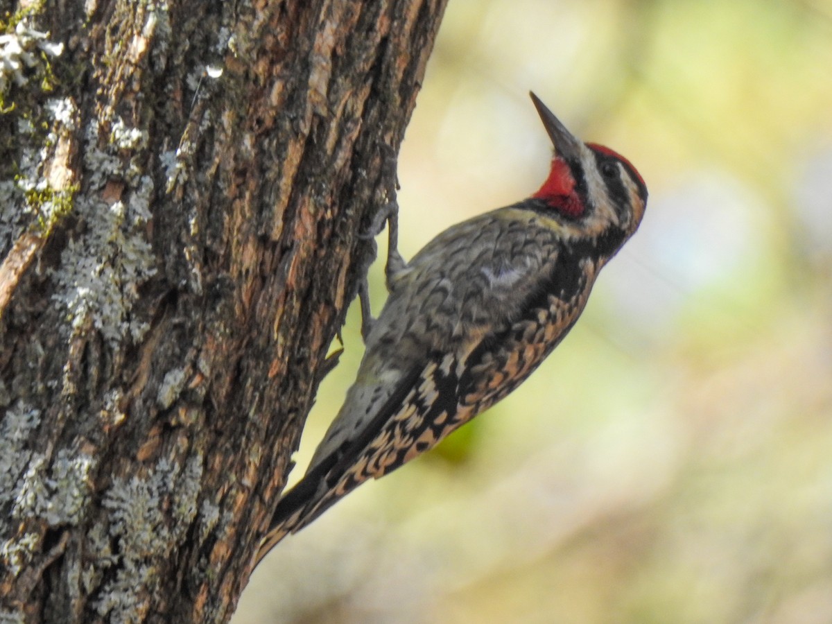 Yellow-bellied Sapsucker - ML511260071