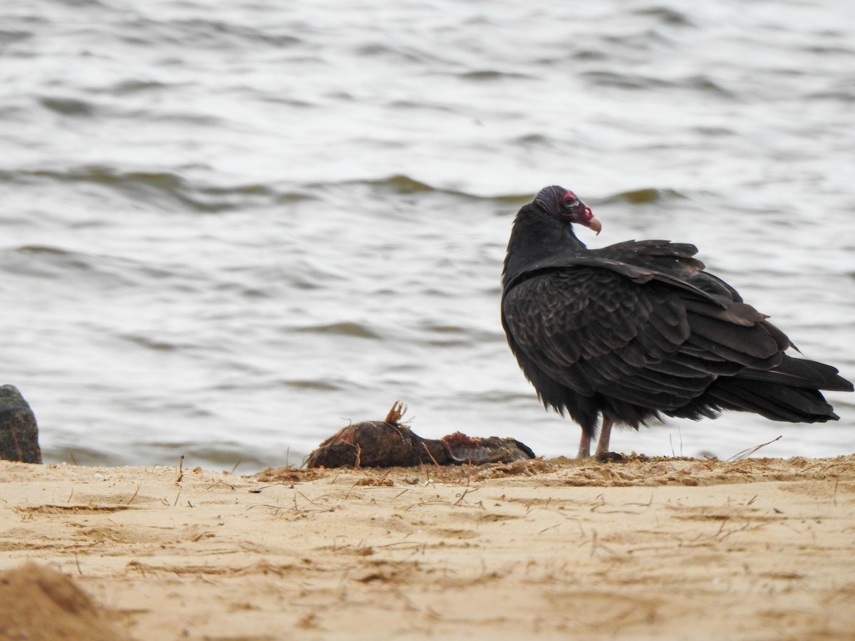 Turkey Vulture - ML511260491