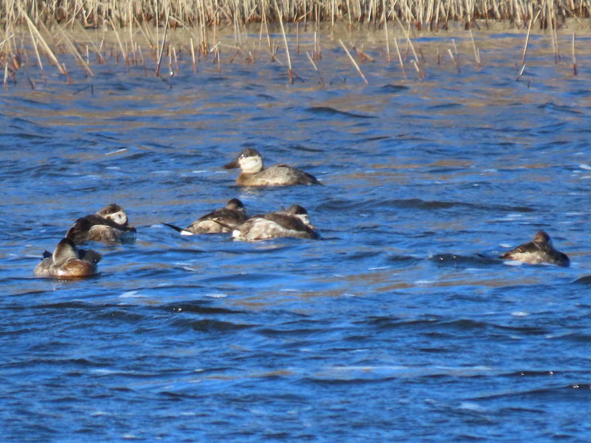 Ruddy Duck - ML511260711