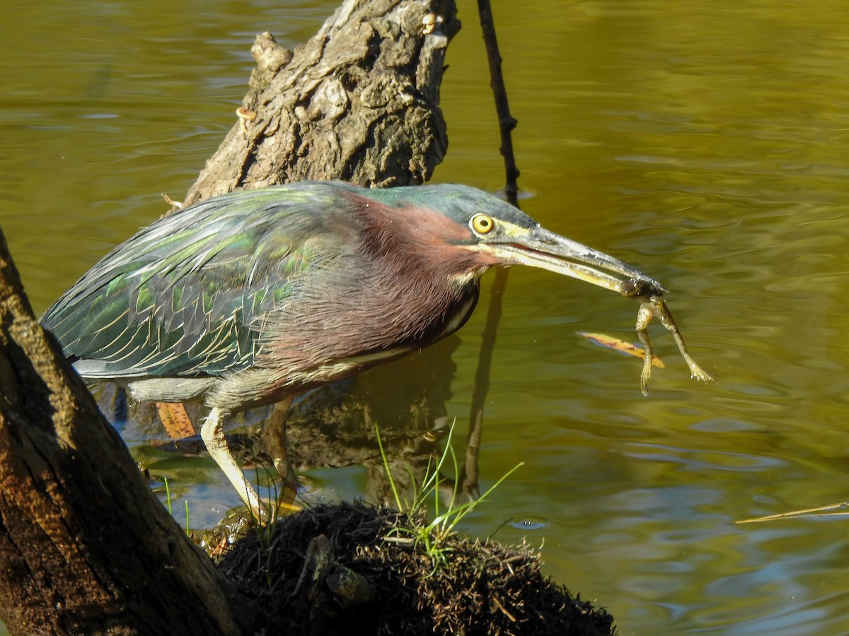 Green Heron - ML511261611