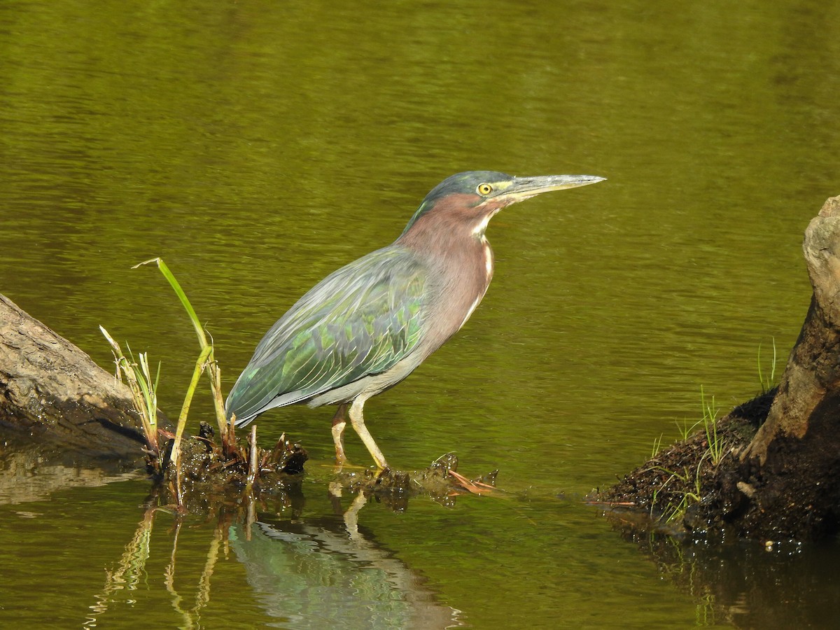 Green Heron - ML511261621