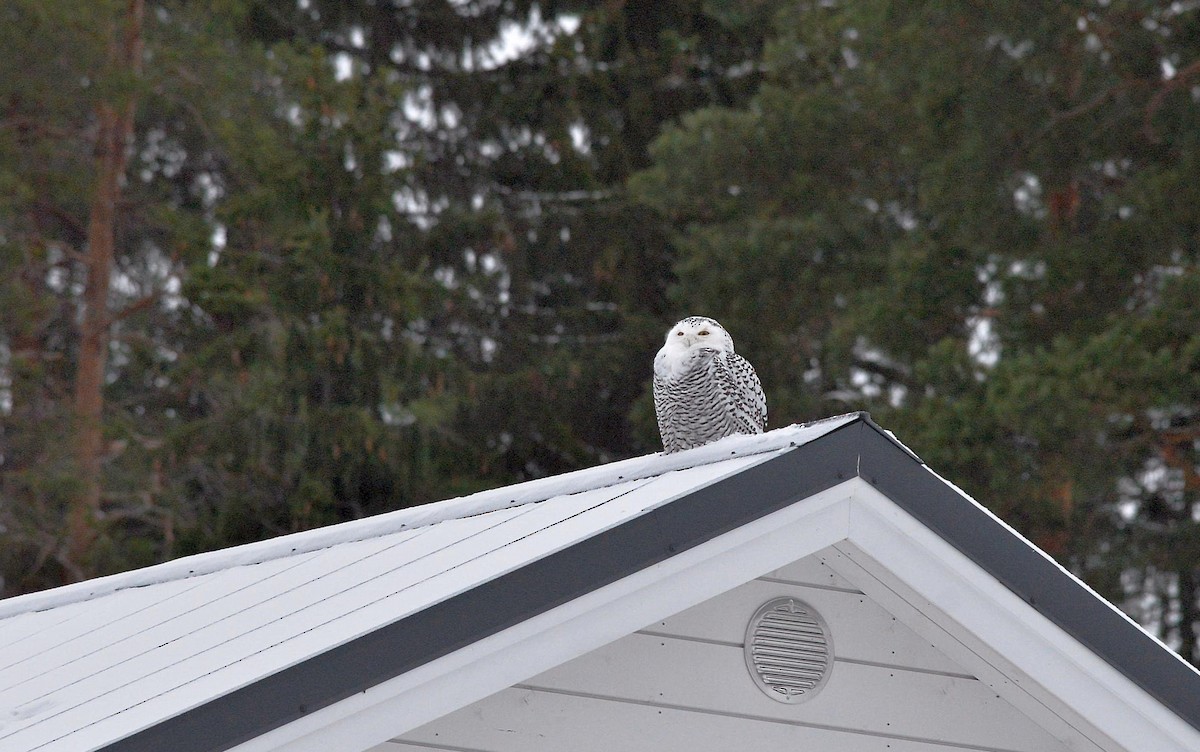 Snowy Owl - ML511261781