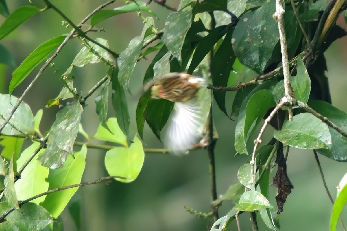 Saltarín Rayado Occidental (grupo striolatus) - ML511263751