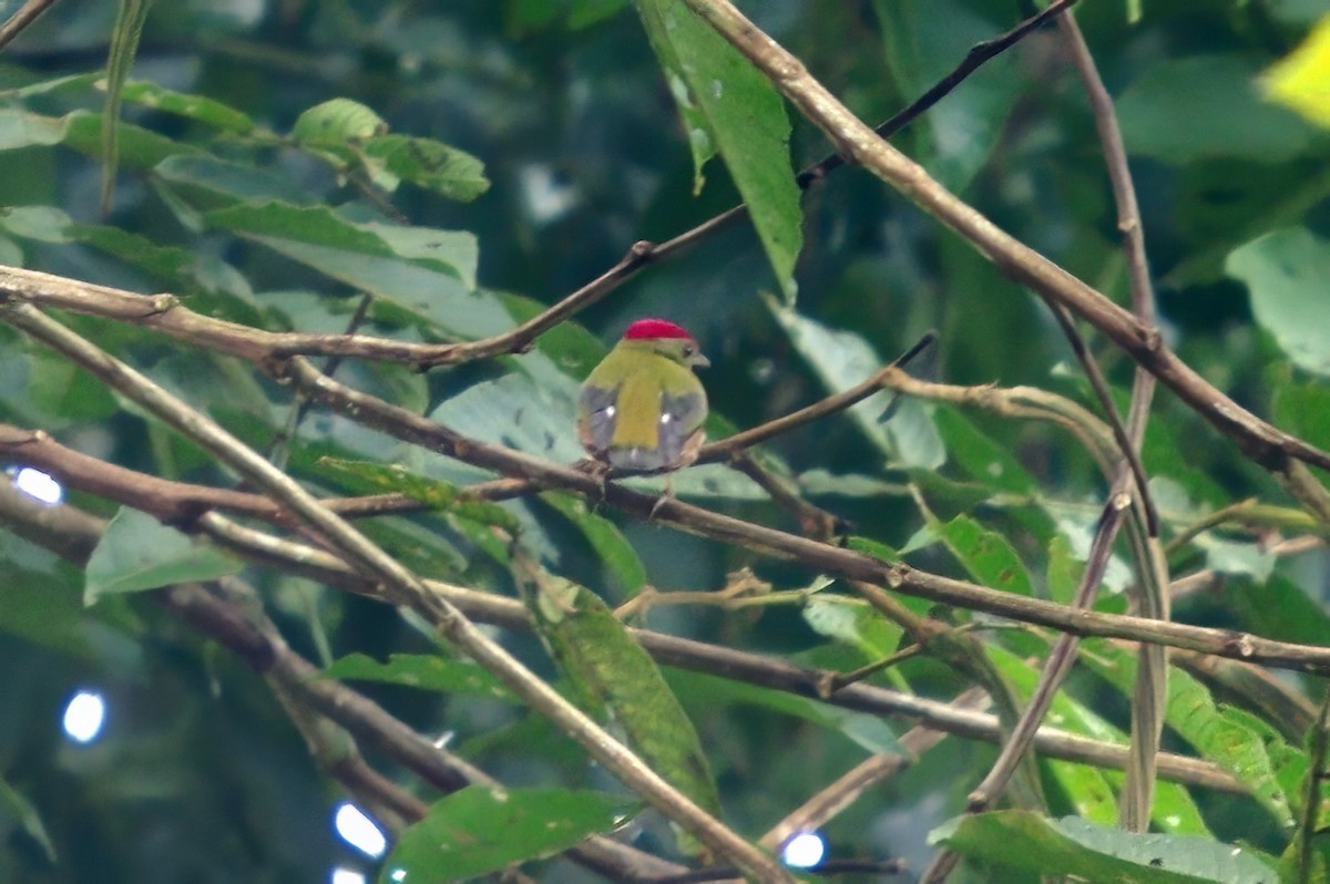 Saltarín Rayado Occidental (grupo striolatus) - ML511263791