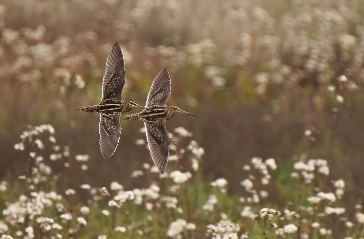 Common Snipe - ML511263861