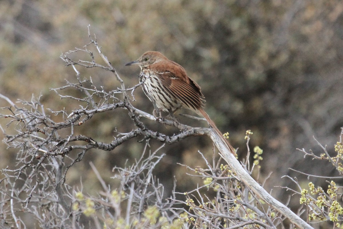 Brown Thrasher - ML51126501