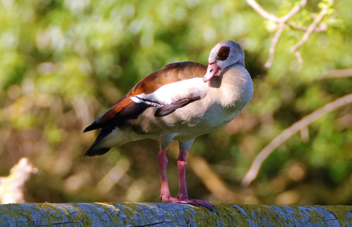 Egyptian Goose - ML511265171