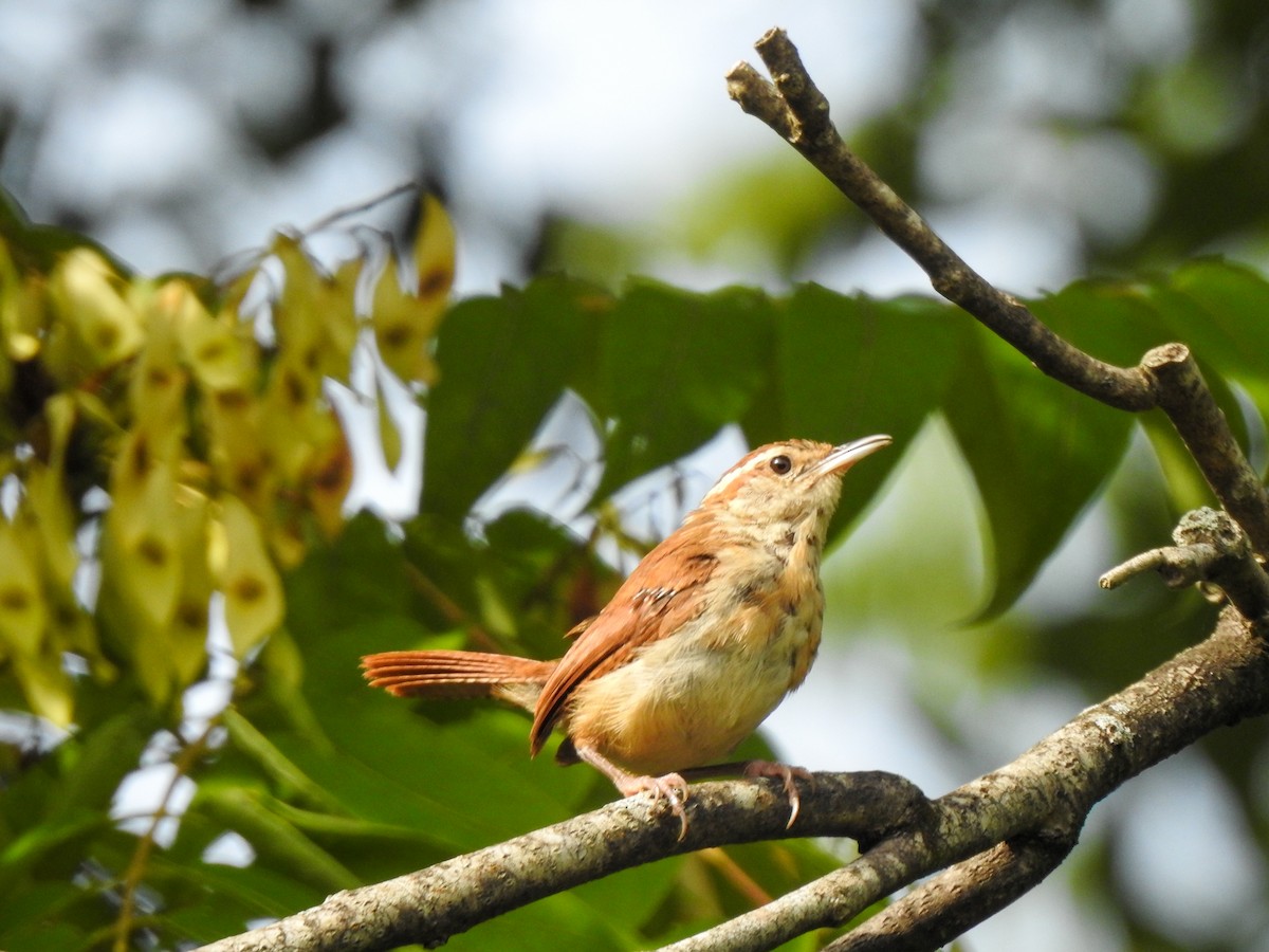 Carolina Wren - ML511265411