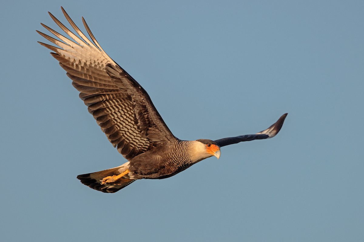 Crested Caracara (Southern) - Lars Petersson | My World of Bird Photography